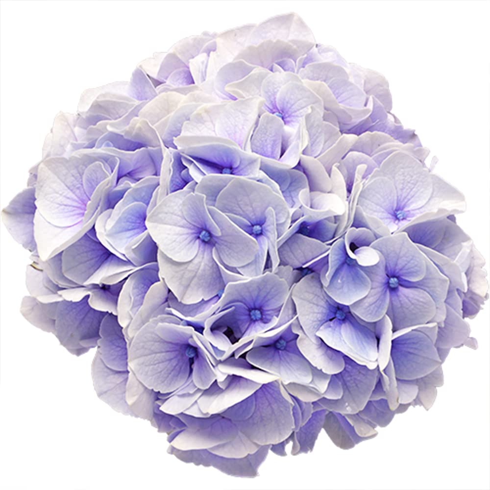 k*u様 アジサイ　8寸 シルクサファイア　紫陽花 ゆ*い様 アジサイ シルクサファイア 8寸 紫陽花 - メルカリ